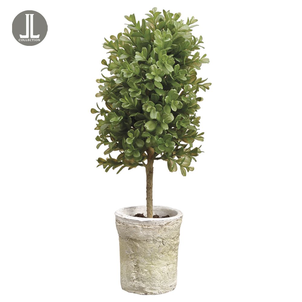 16"BOXWOOD TOPIARY IN CLAY POT