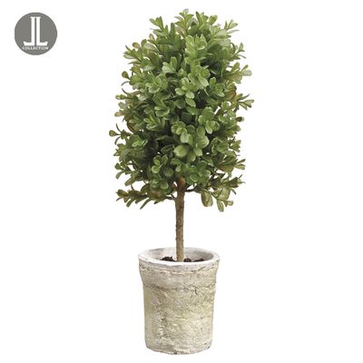 16"BOXWOOD TOPIARY IN CLAY POT