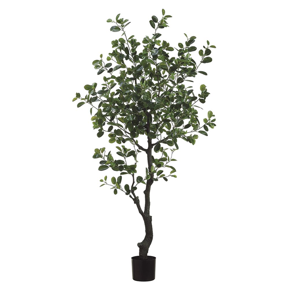 6'FICUS MISTLETOE TREE 989L(P)