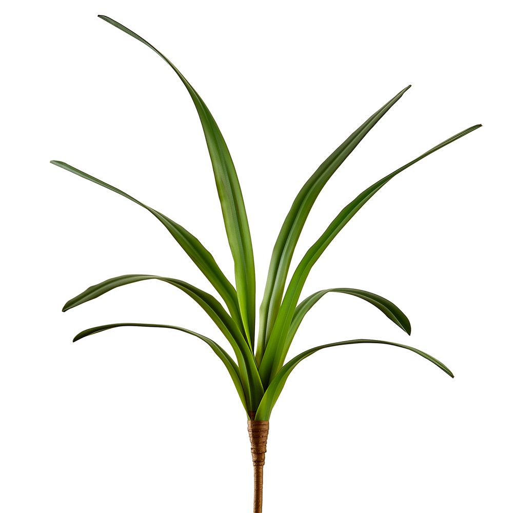 26.5"CYMBIDIUM LEAF PLANT GR