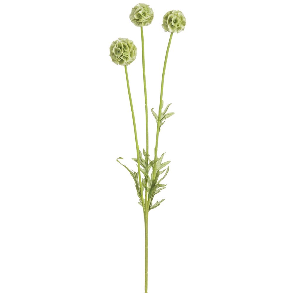 24"SCABIOSA SPRAY GR