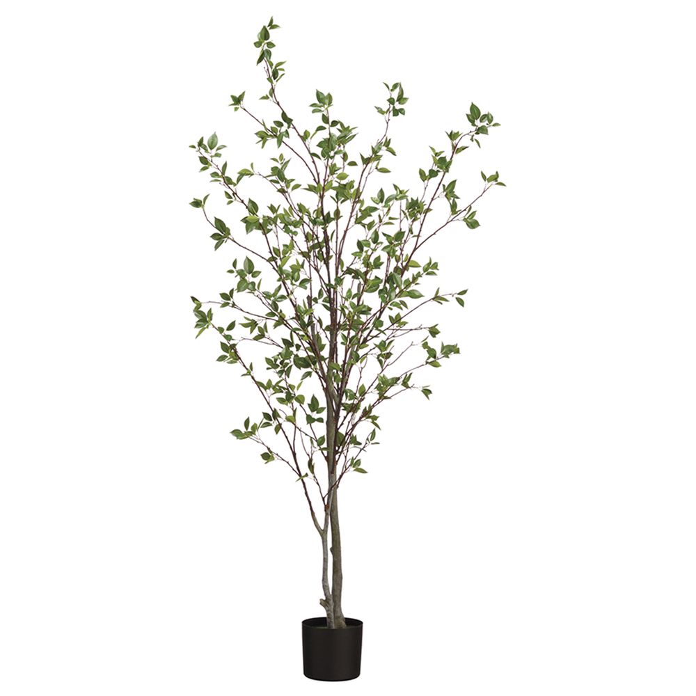 72"CORNUS TREE X2 IN POT GR