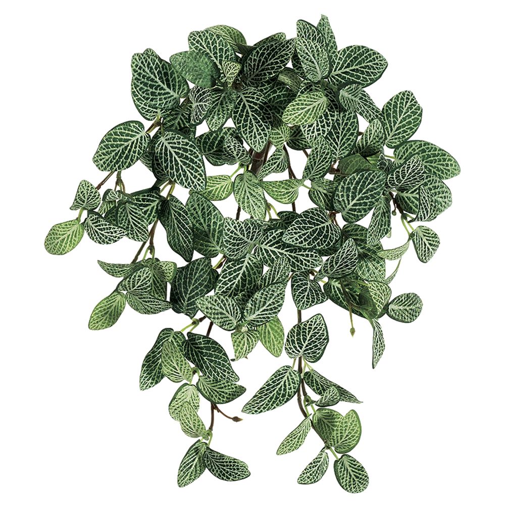 13"MINI FITTONIA HG/BU.X9 120L