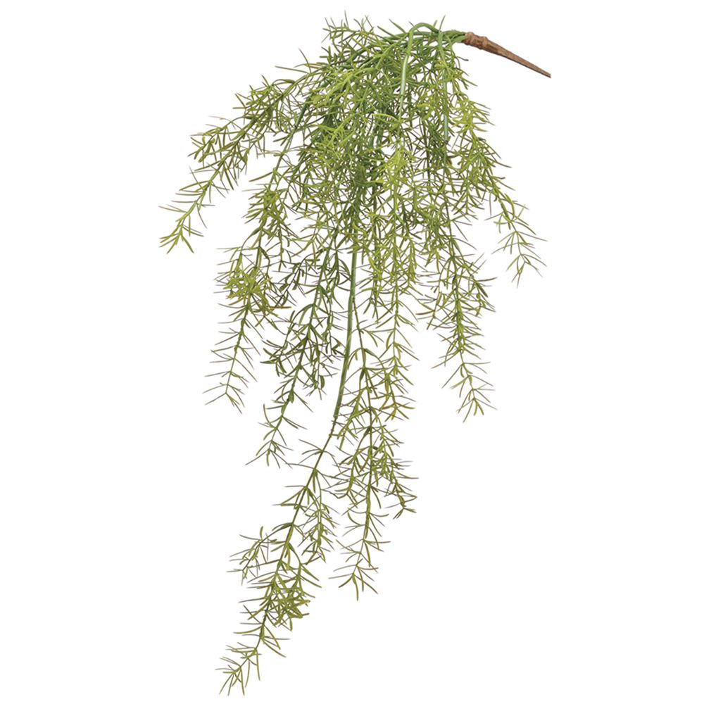 26"SOFT SPRENGERI HANGING BUSH