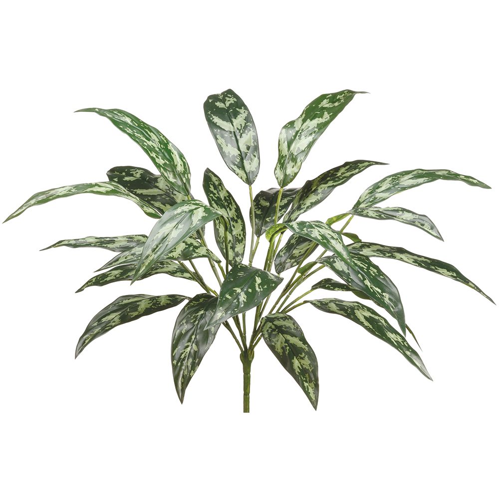 28'EVA SILVER QUEEN PLANT GRDK