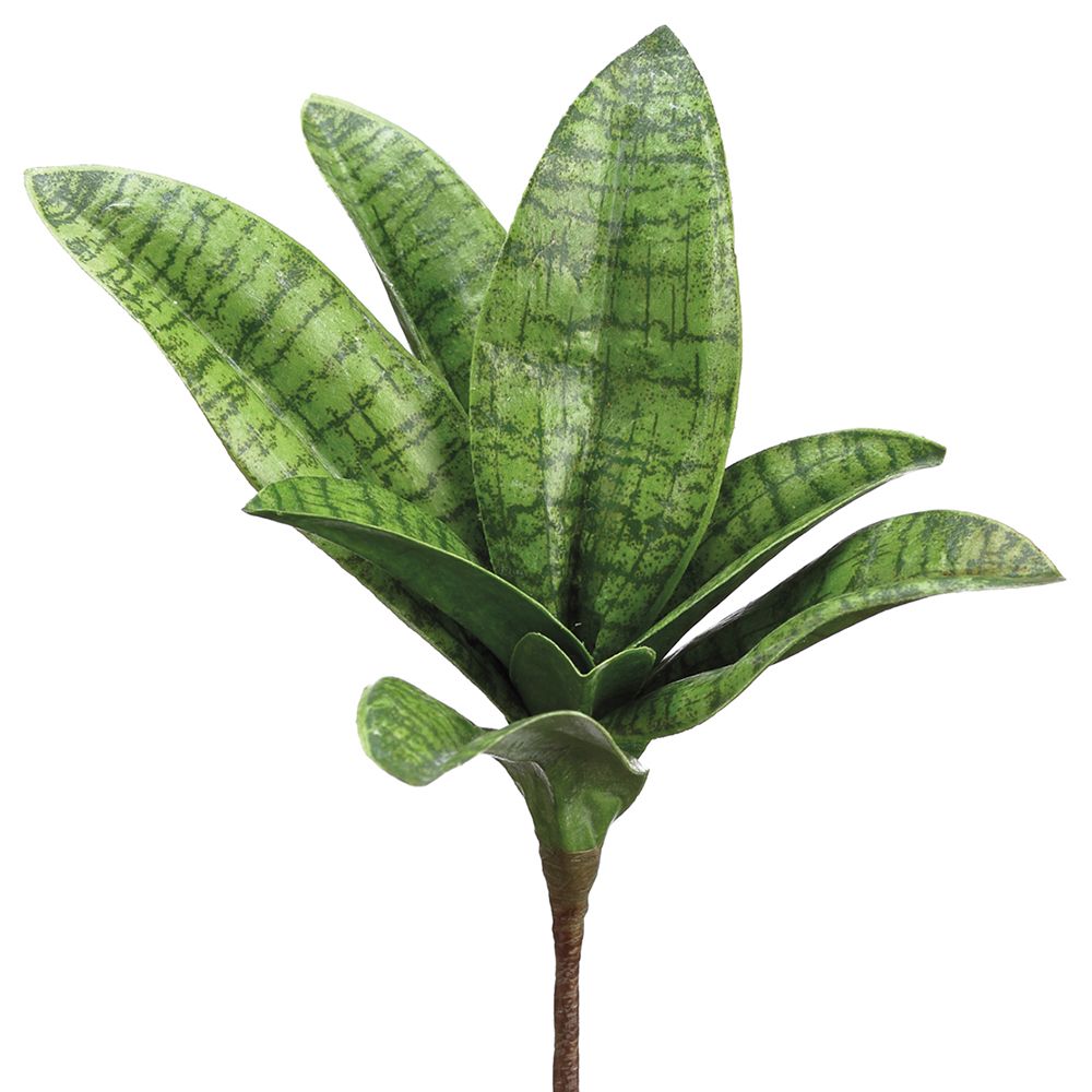 7"SANSEVIERIA PICK GR