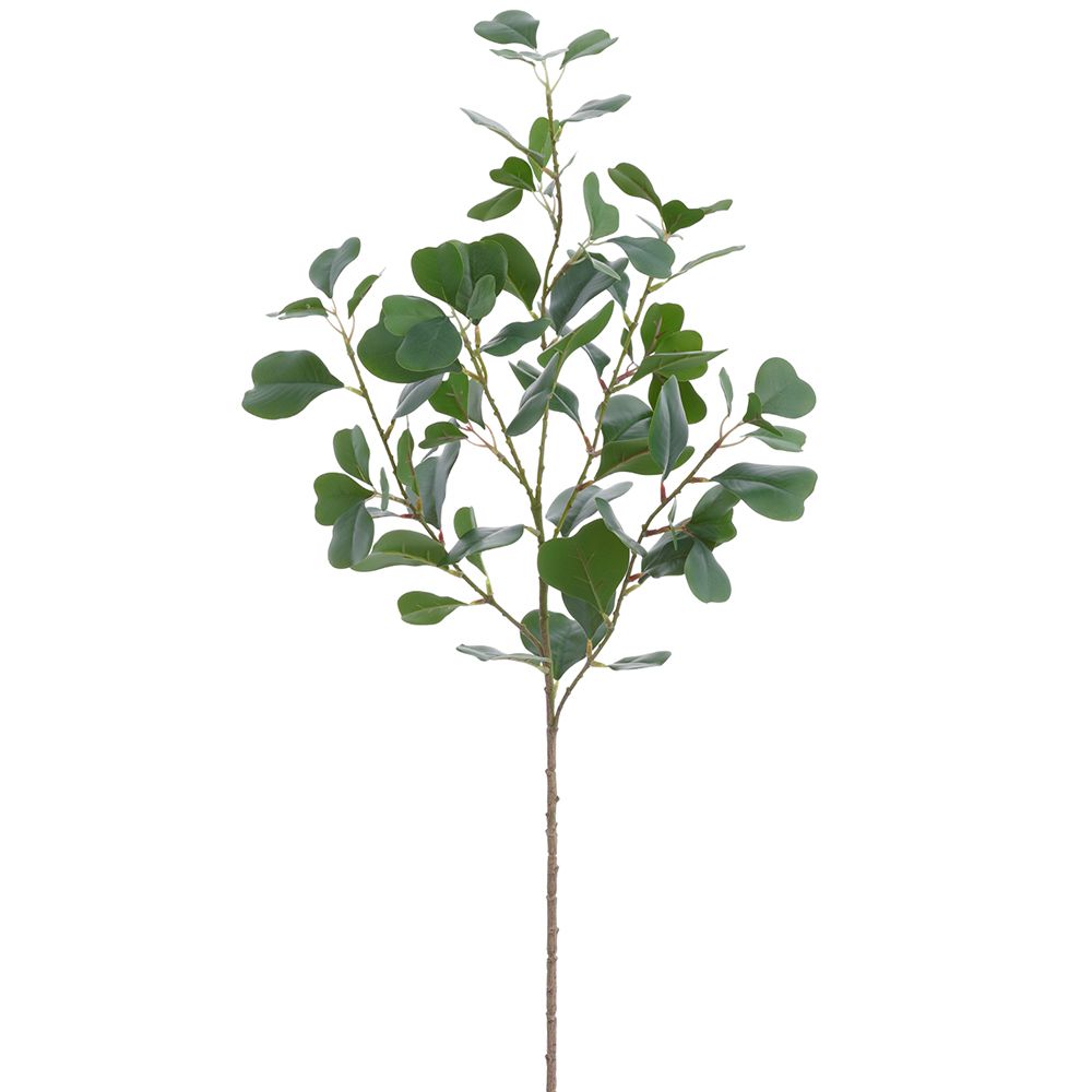 34"FICUS TRIANGULARIS SPRAY GR