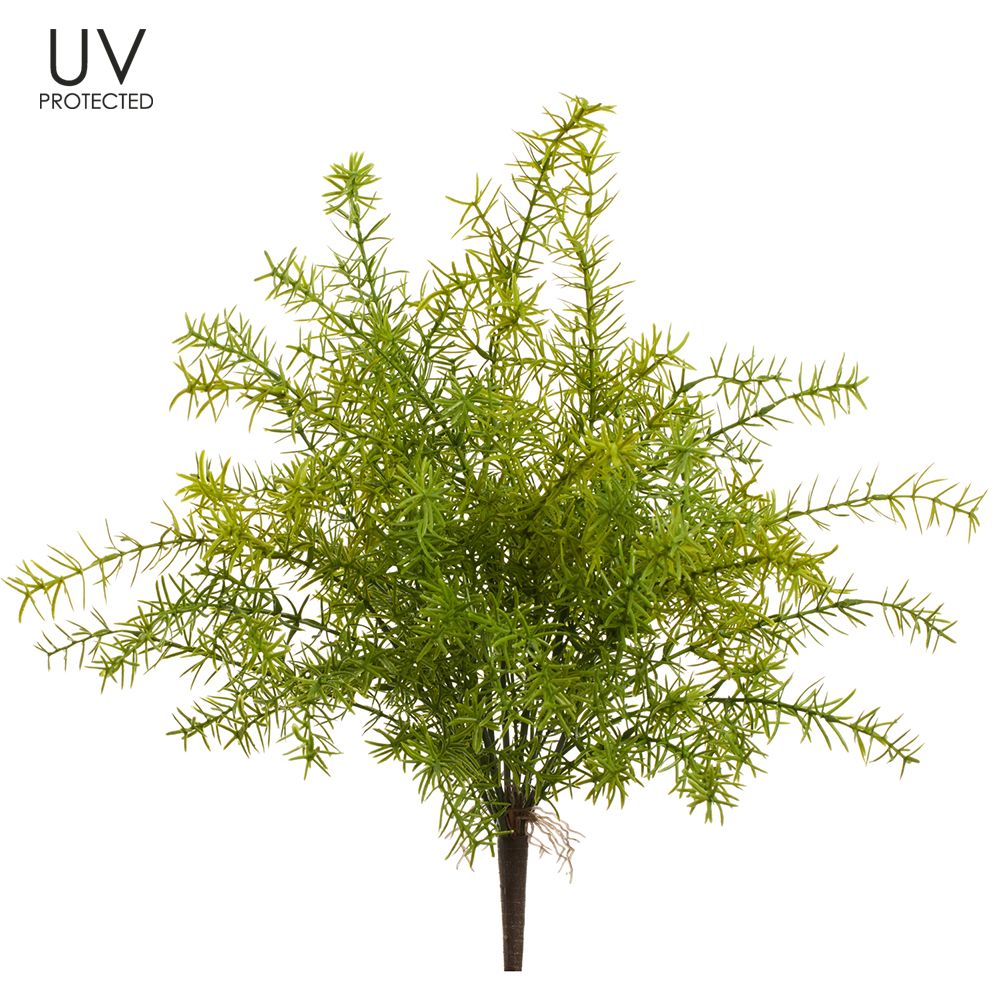 20"UV SPRENGERI FERN BUSH