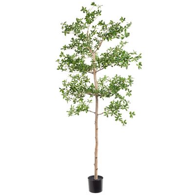 6'SHADY LADY TREE W/ST IN POT