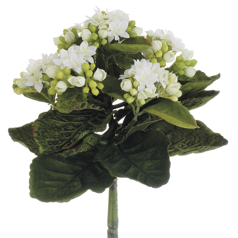 9"MINI KALANCHOE BUSH WH