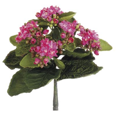 9"MINI KALANCHOE BUSH RO