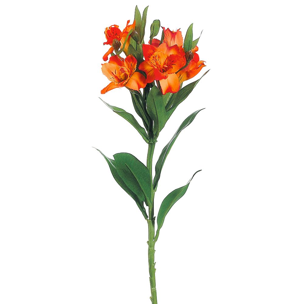 25"ALSTROMERIA SPRAY OR/TT