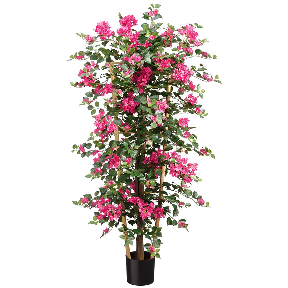 55"BOUGAINVILLEA TRELLIS (P)