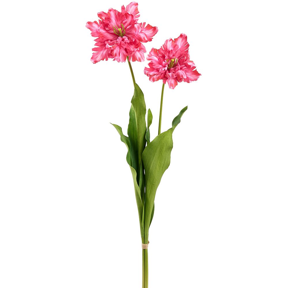 30.5"PARROT TULIP BUNDLE X2