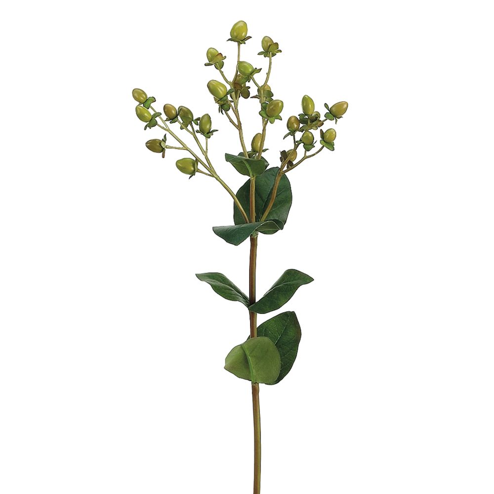 24.5"HYPERICUM SP.X3 W/LF.GR