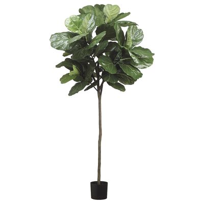 7'FIDDLE LEAF TREE 61L(P) GR