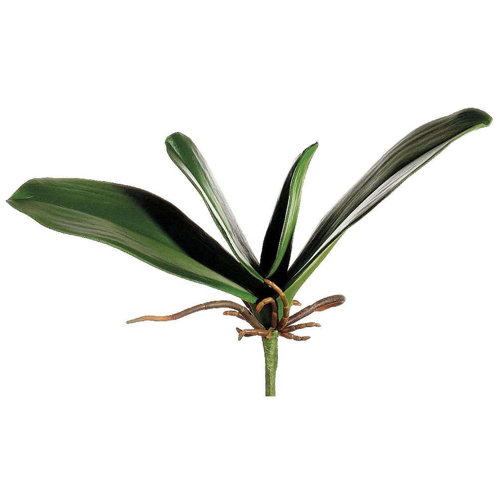 8"PHALAENOPSIS LEAF PLANT GR