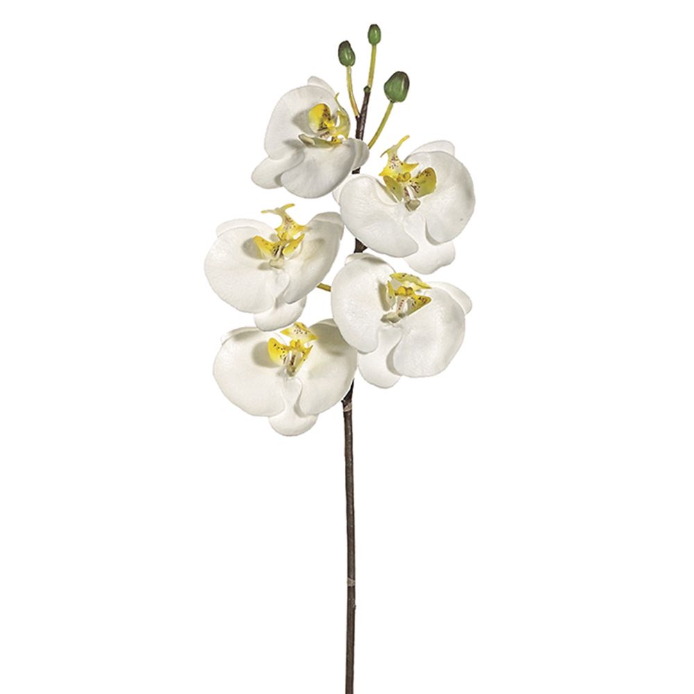 36"PHALAENOPSIS SP.5F3B CR/WH