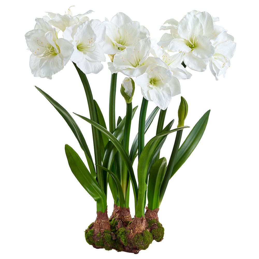 30"AMARYLLIS WITH BULB/MOSS