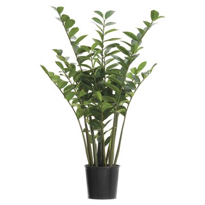 4'ZAMIO.ZAMII.PLANT(P)GR