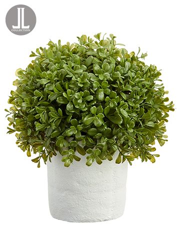 12"BOXWOOD BALL IN CLAY POT