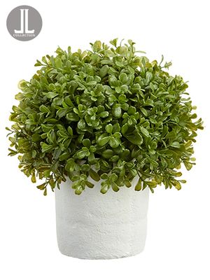 12"BOXWOOD BALL IN CLAY POT