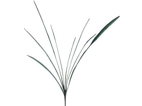 40"CYMBIDIUM LEAF SP. 8L GR/FS