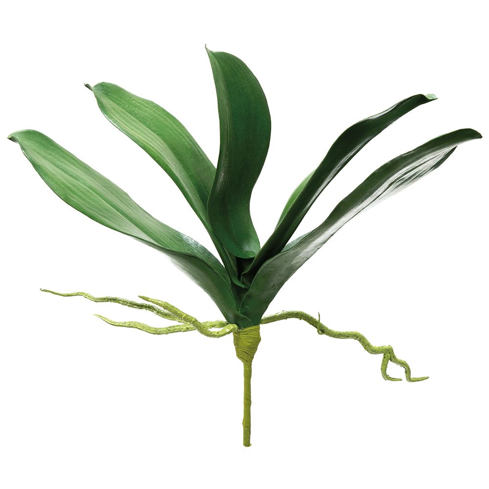 12"PHALAENO. LF PLANT W/ROOT