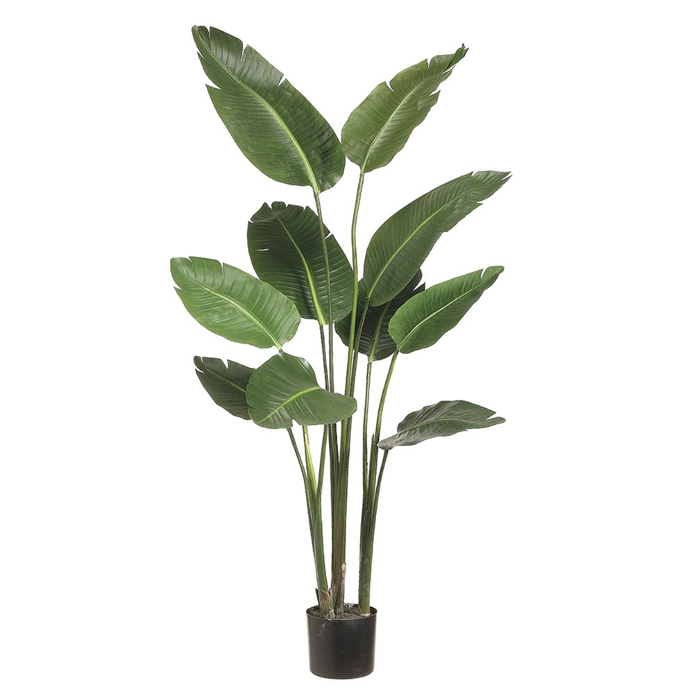 5'BIRD OF PARADISE PLANT(P)GR