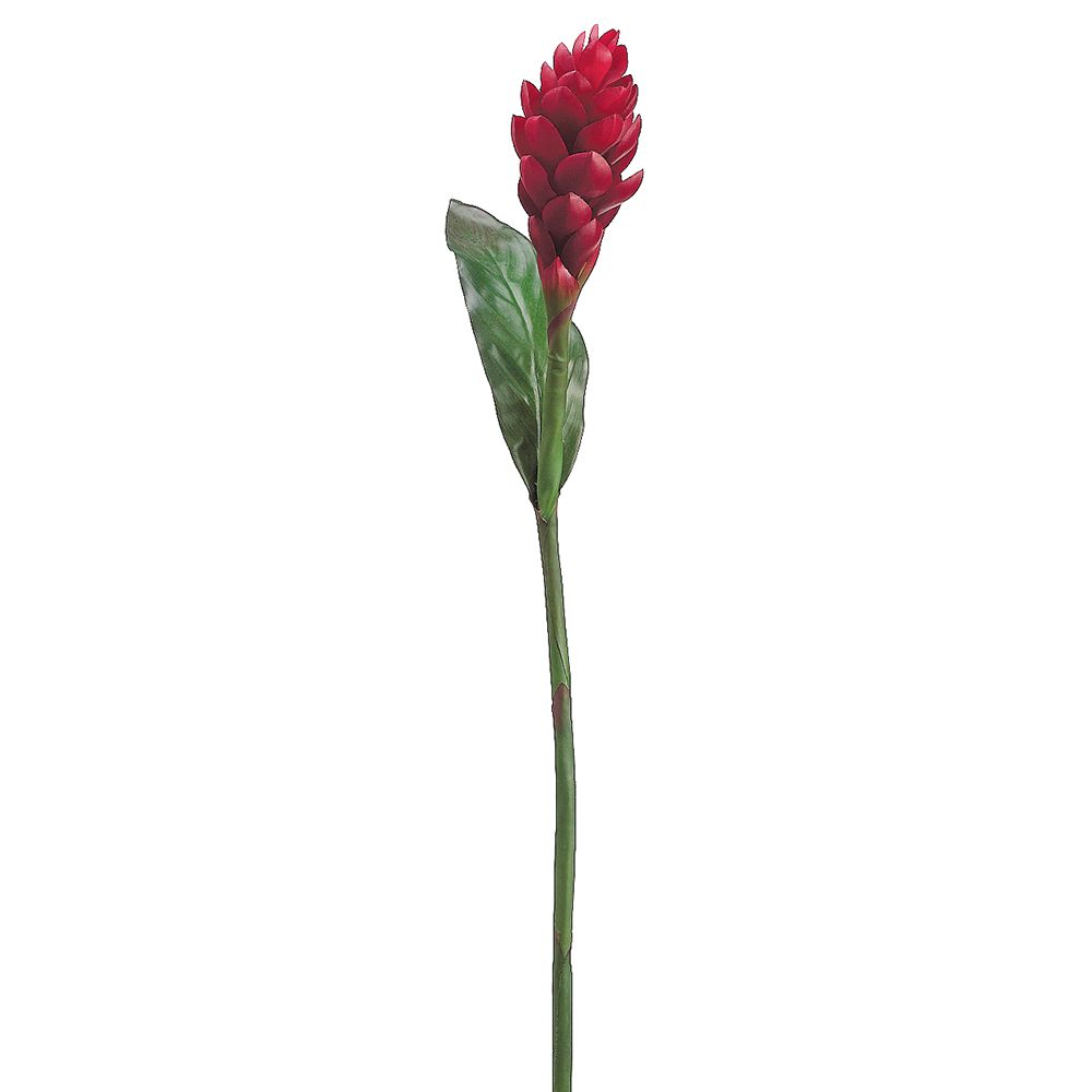 37"TORCH GINGER FLOWER SP.RE