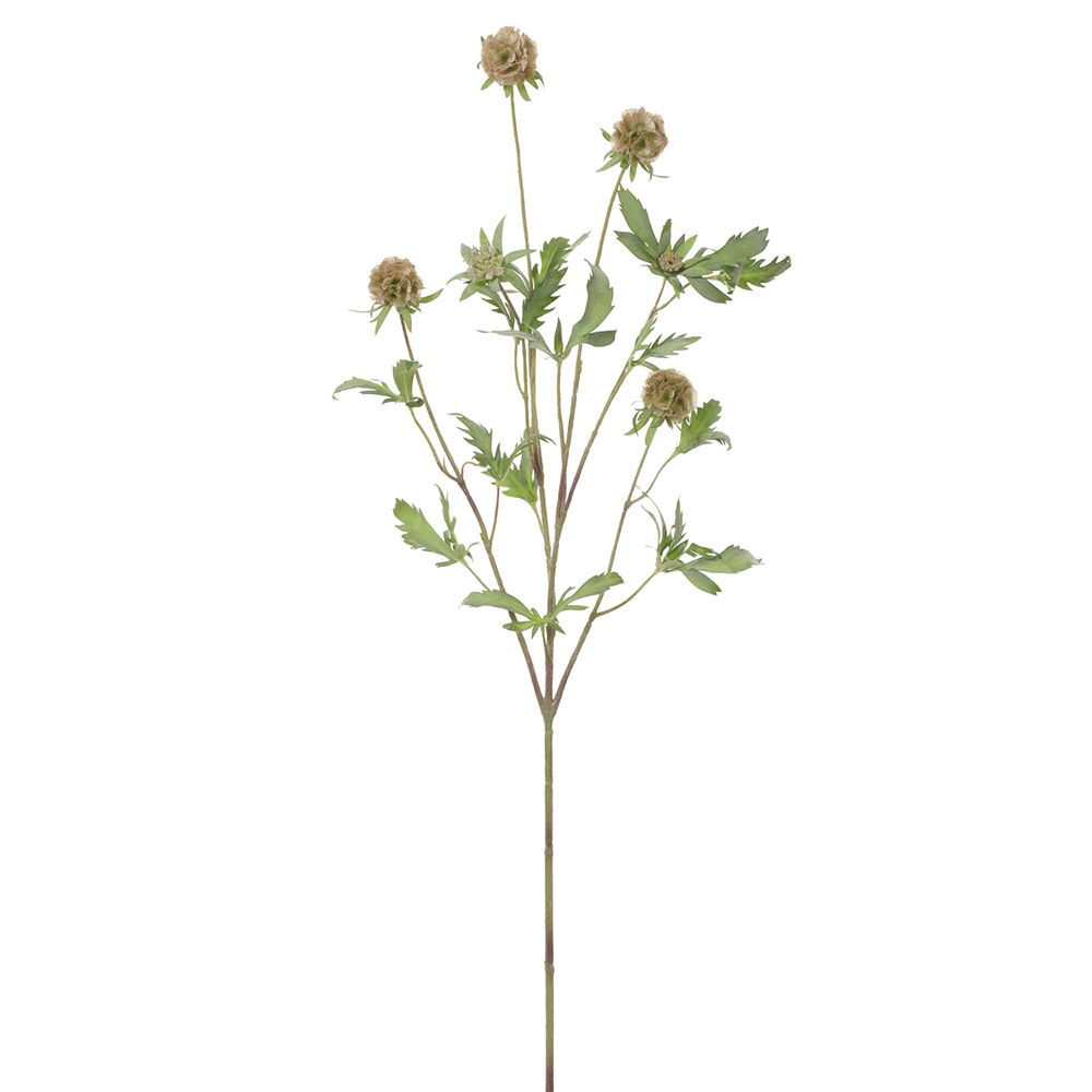 37"SCABIOSA SPRAY TN/GR