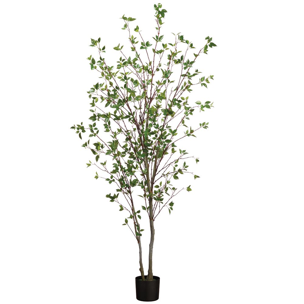 84"CORNUS TREE X2 IN POT GR
