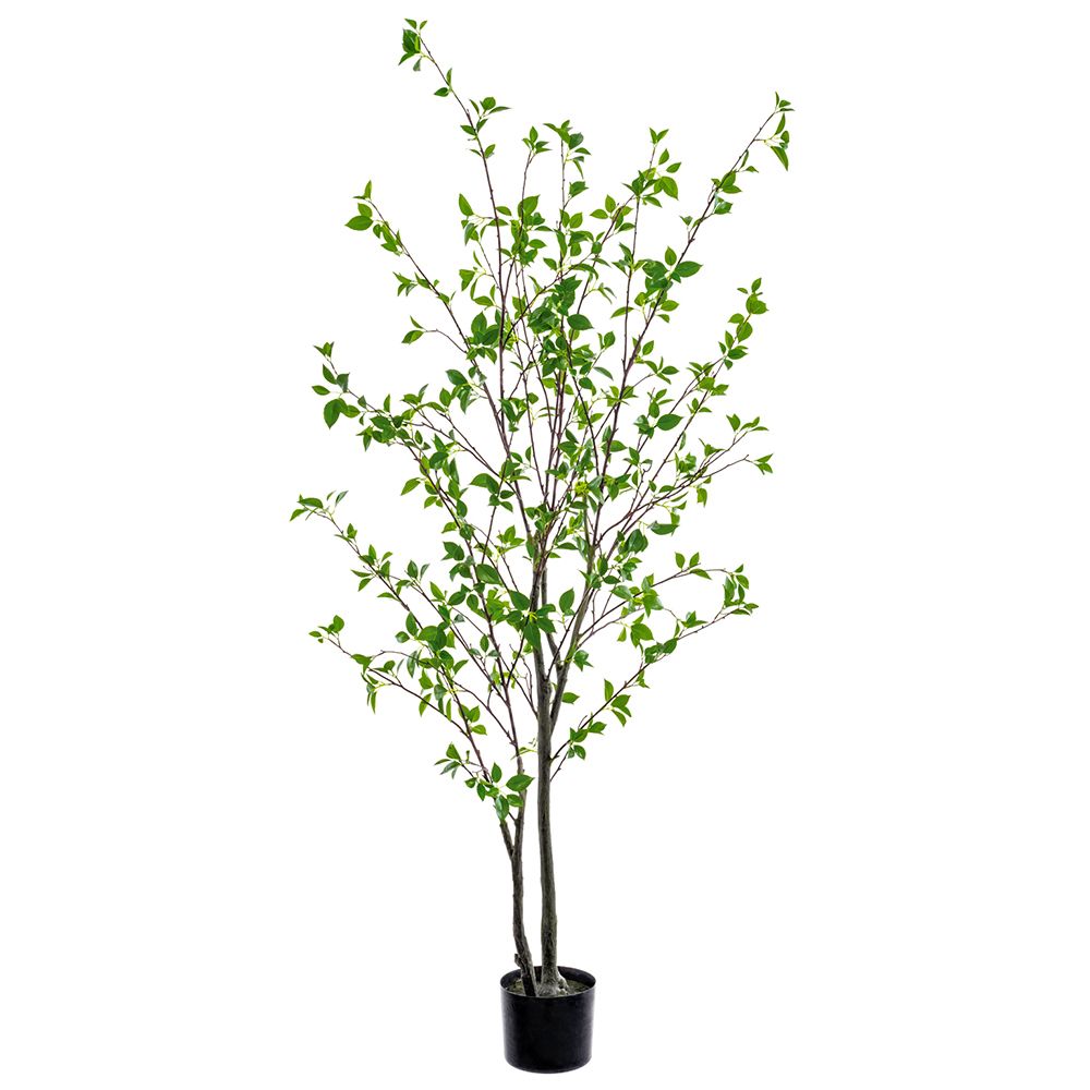60"CORNUS TREE IN NURSERY POT