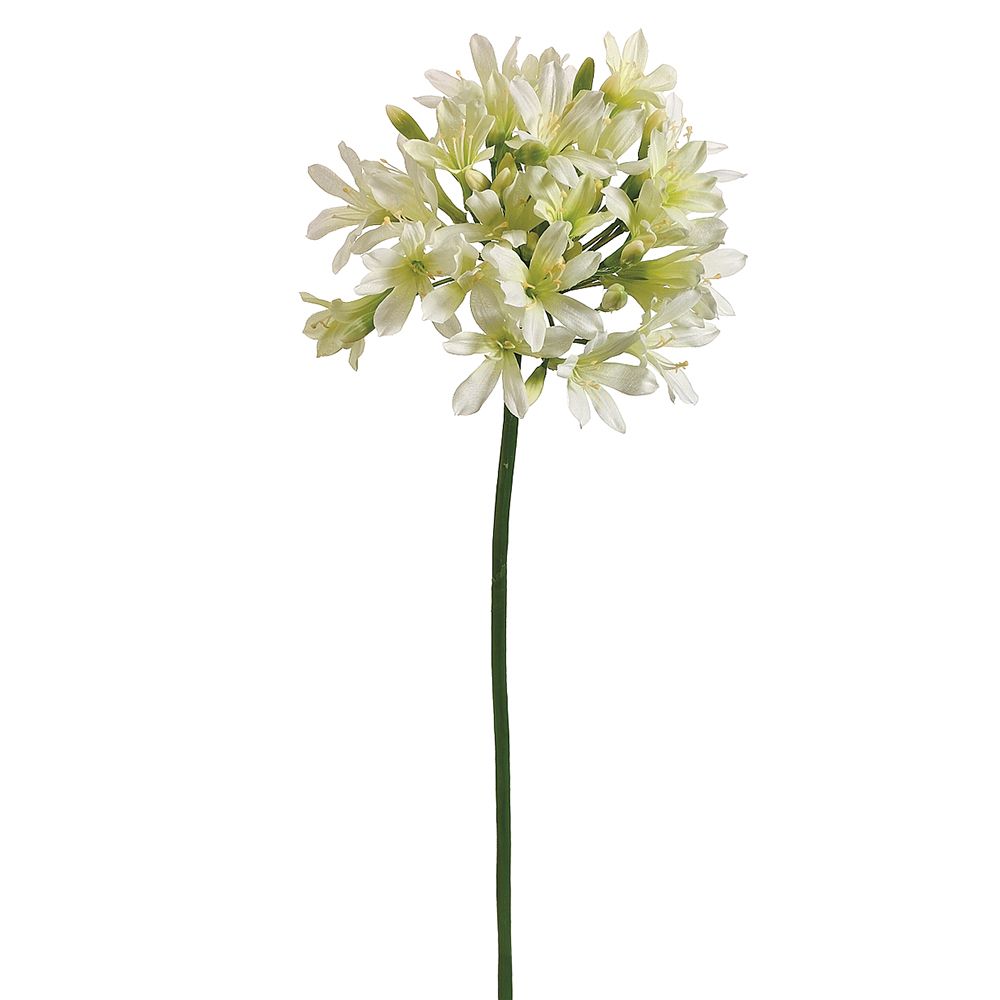 35"AGAPANTHUS SPRAY CR
