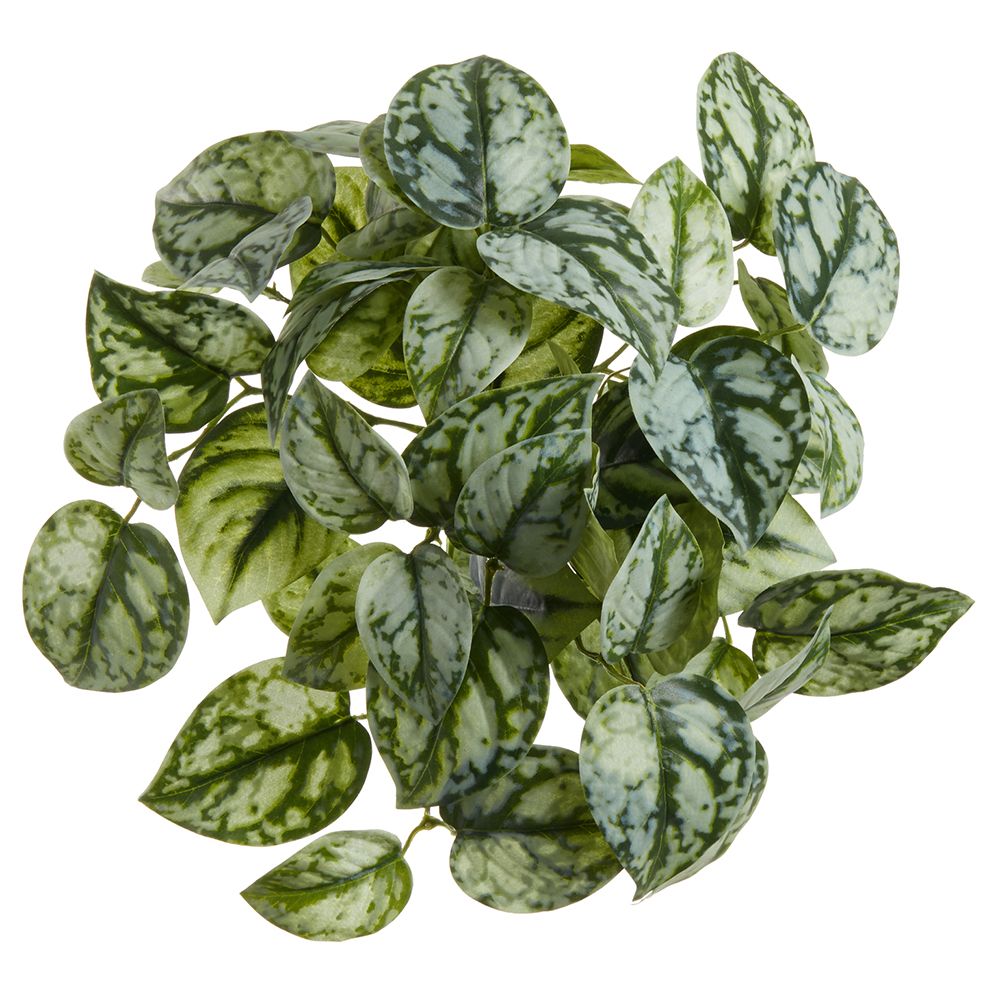 10"POTHOS EXOTICA HANG.BUSH