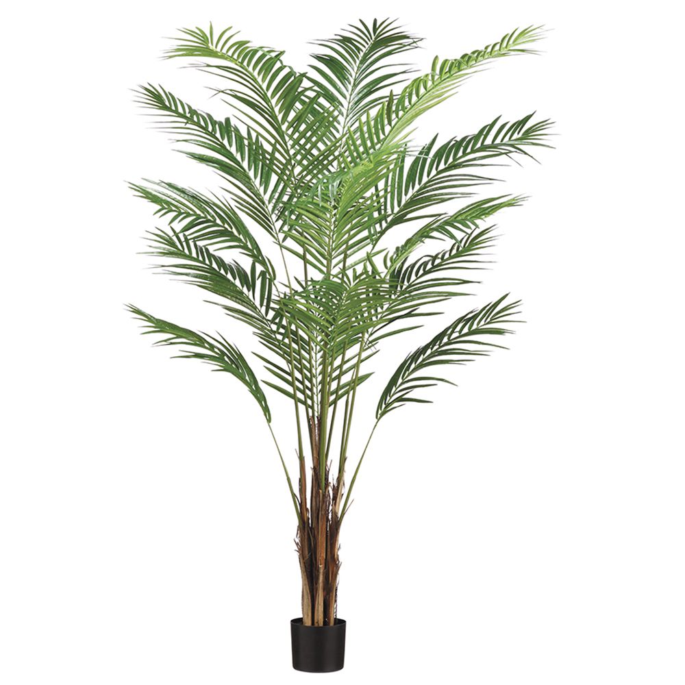 6'ARE.PALM TREE X15 567L(P)(KD
