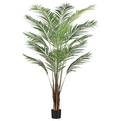 6'ARE.PALM TREE X15 567L(P)(KD