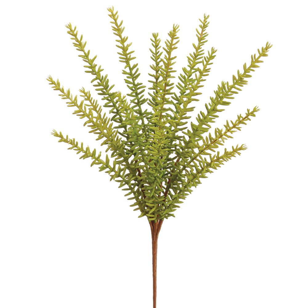 13"ROSEMARY BUSH GR