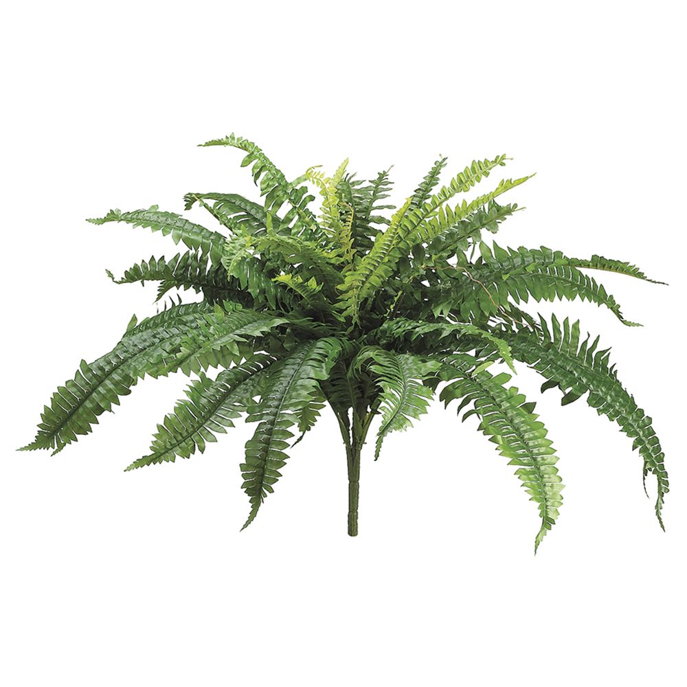 22"BOSTON FERN BUSH X32