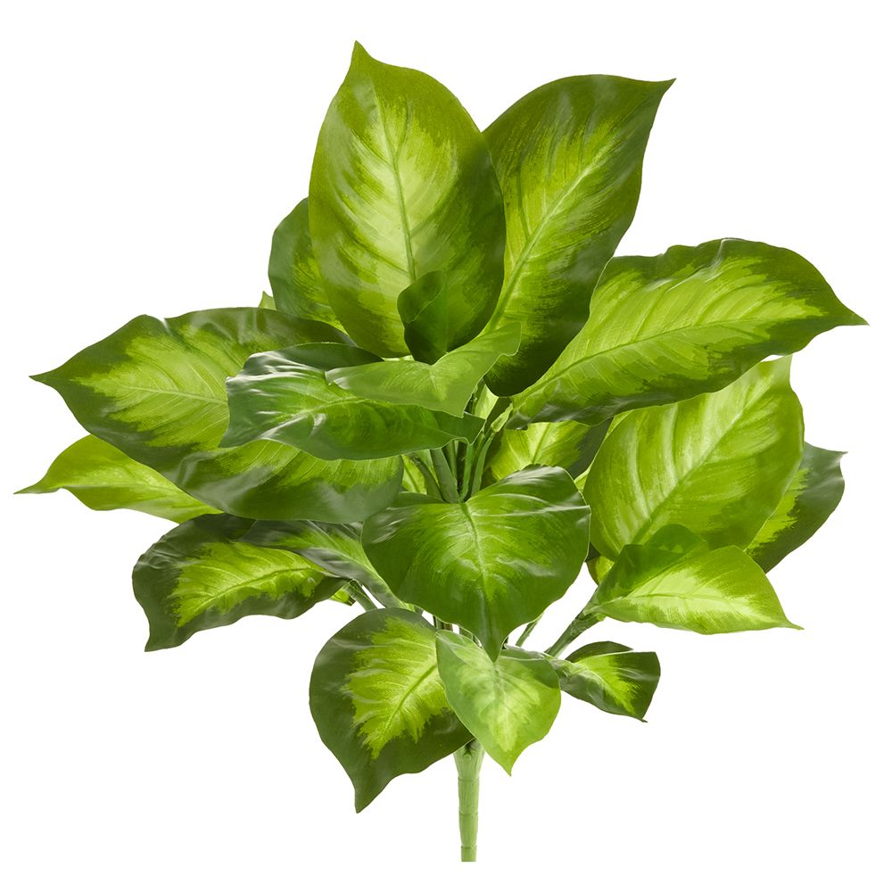 16" RT. AGLAONEMA BUSH X7