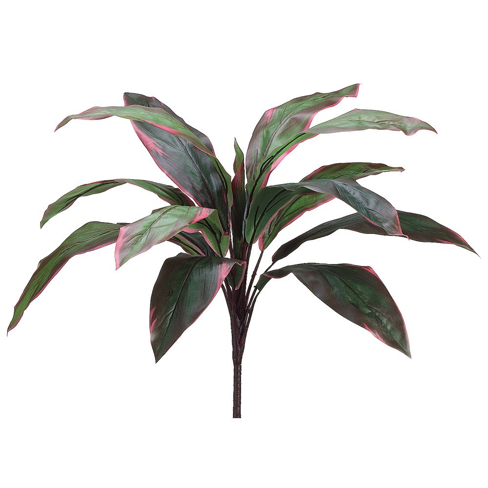 26"CORDYLINE BUSH 15L GR/RE