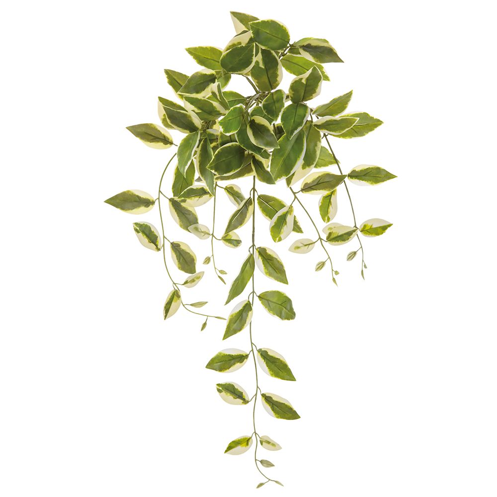 28"HOYA CARNOSA LEAF HANG.BUSH