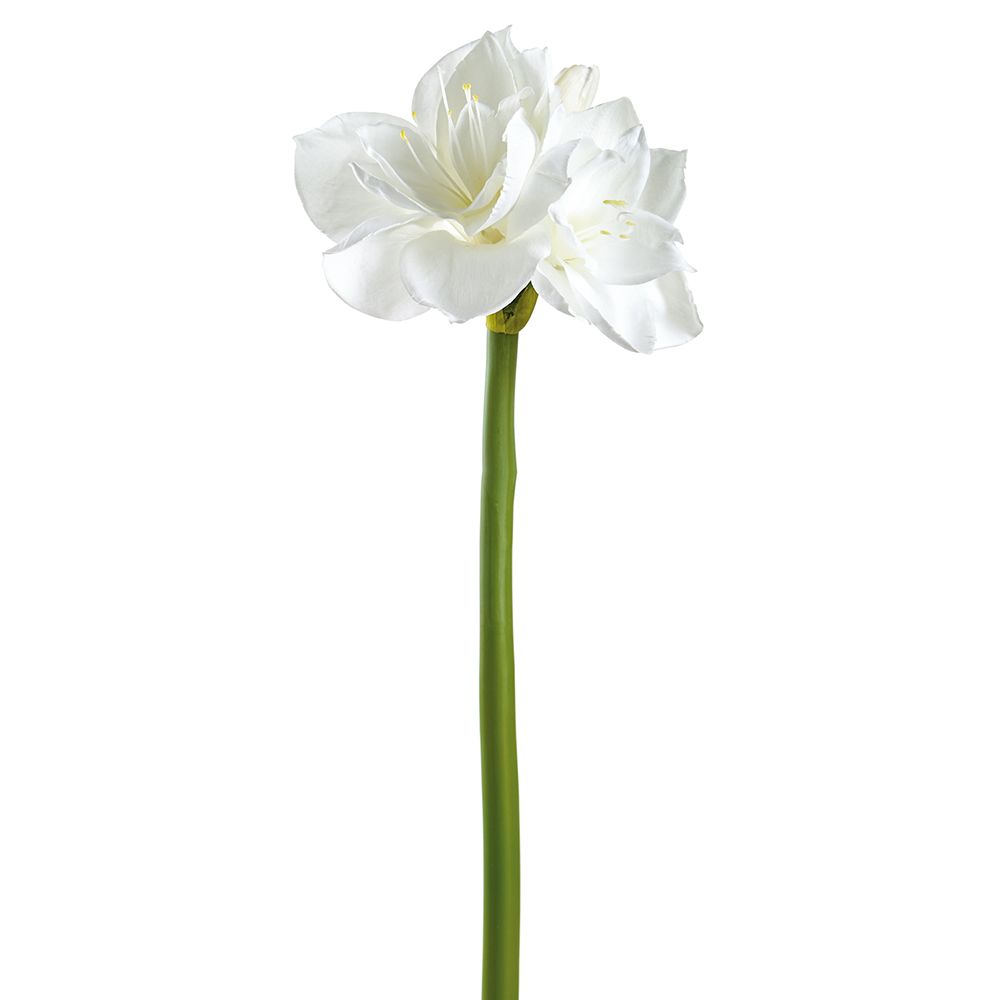 27"AMARYLLIS SPRAY WH