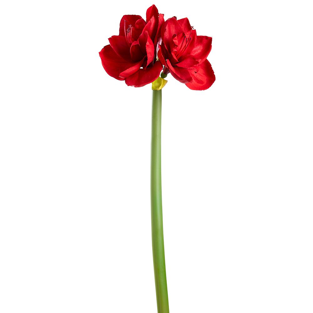 27"AMARYLLIS SPRAY RE