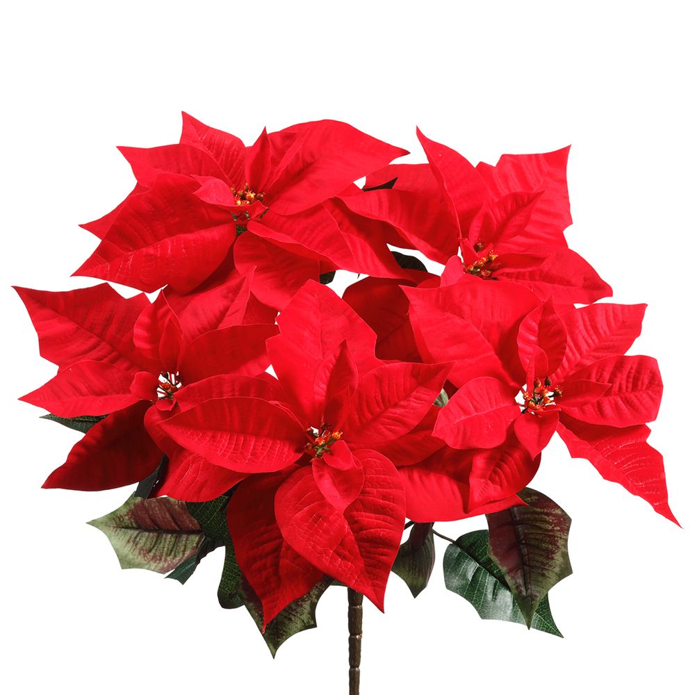 20" Maj.Velvet.Poinsettia Bush X5