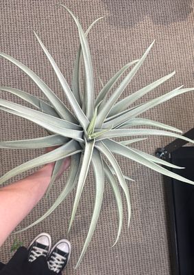 FLOCK TILLANDSIA PICK