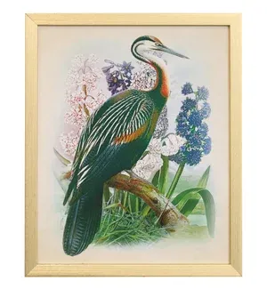 Naturalist Archive XI