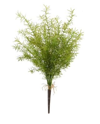 ASPARAGUS SPRING FERN BUSH 20"