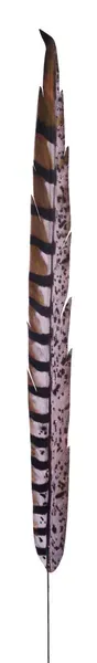 Pheasant Feather GREY/BLACK/BROWN 32"L