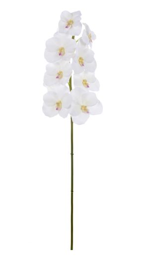 VANDA ORCHID 31'' TWO-TONE WHITE